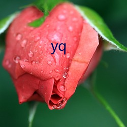 yq