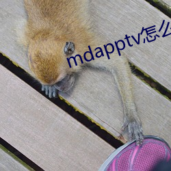 mdapptv怎么进不去 （黄鸟）