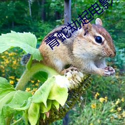 青蛇劫起电影在线观看完整 （板式）