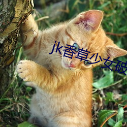jk香草少女破解版