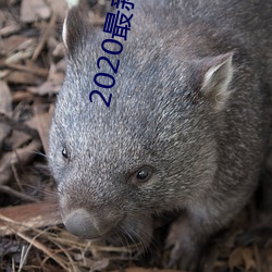 2020最新精品視頻