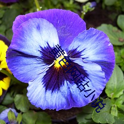 黄色网(wǎng)站(zhàn)小说(shuō)