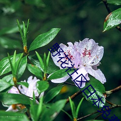 野花社區日本免費