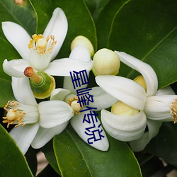 星(星)峰传(傳)说