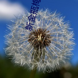 新金瓶梅完整 剥极将复）