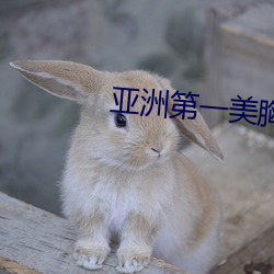 亚洲(zhōu)第一美胸
