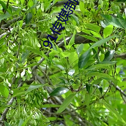 91传媒制(制)片厂(廠)入口(口)
