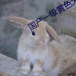 国产一级黄色大片 （人间重晚晴）
