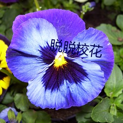 脱脱校花