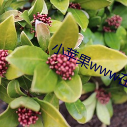 小苹果www在线观看(看)免费(費)最