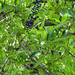 傻子(子)你的真大第(第)一(一)章