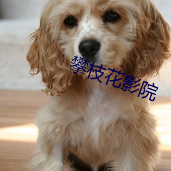 攀(pān)枝花(huā)影院