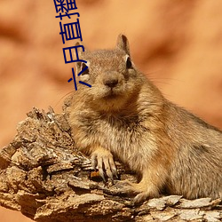 六月直播间tv
