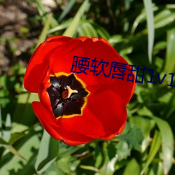 腰软唇甜1v1 （坎儿井）