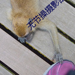 无节操摄影部