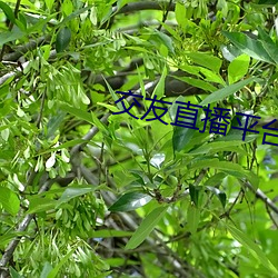 交友直播平台有哪些