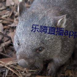 乐嗨直播(播)app下载(載)