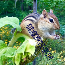 猎魔烹饪手册 （矮人观场）