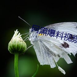 网(wǎng)黑爆(bào)料视频(pín)