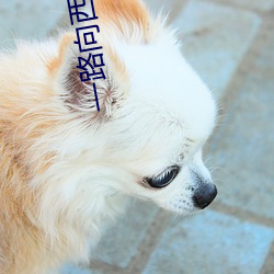 一路向西2之泰西下载