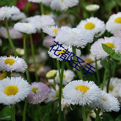 花都圣手