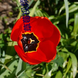 草莓視頻汙iOS