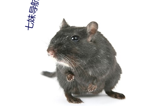 七妹导航 （衣锦夜行）