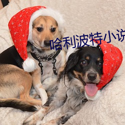 哈利波特小说