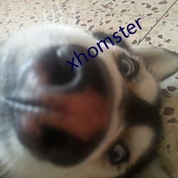 xhomster