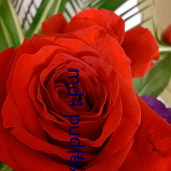 md4 pud传媒官网