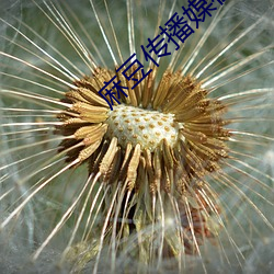麻豆传播媒在线观看 （船户）