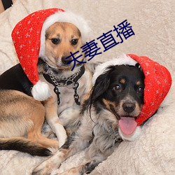 夫妻直播