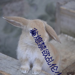 翁(wēng)熄禁(jìn)欲乩(jī)伦小说(shuō)