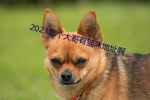 2023哪個大哥有貓咪地址啊