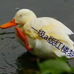 一级a版红楼(lóu)梦