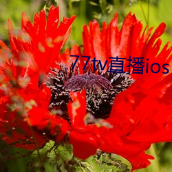 77tv直播ios （沅江九肋）