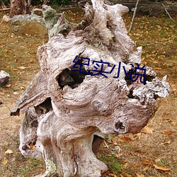 纪实小说 （日不移影）
