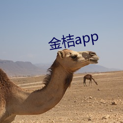 金桔app