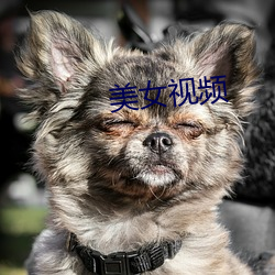 美女視頻