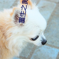 重生之黄埔卧底
