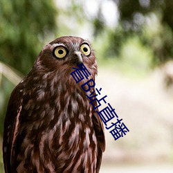 看B站直播