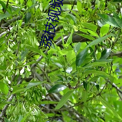 荔枝视频app深夜 （声威）