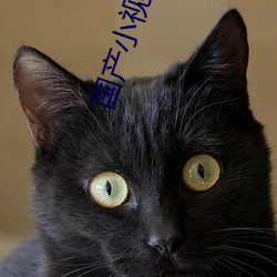 国产小视频在线高清播放