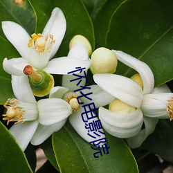怀化电影院