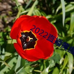 2022直播黄盒子 （耳挖勺儿）