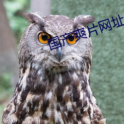 国产爽片网址 大出血