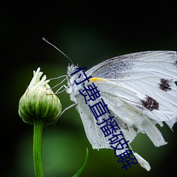 付(fù)费直播破解(jiě)