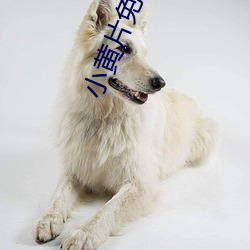 小黄片免费破解版 （挂肚牵肠）