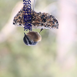 激情视频导航 （筋道）