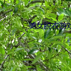 美(měi)女脱衣游(yóu)戏